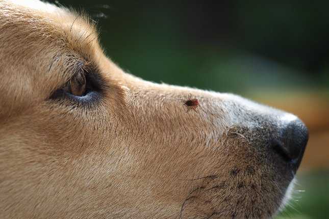 Kutyával jössz a Tisza-tóhoz? Sok a kullancs, itt vannak az infok mire figyelj, kit keress, ha bajba kerülsz