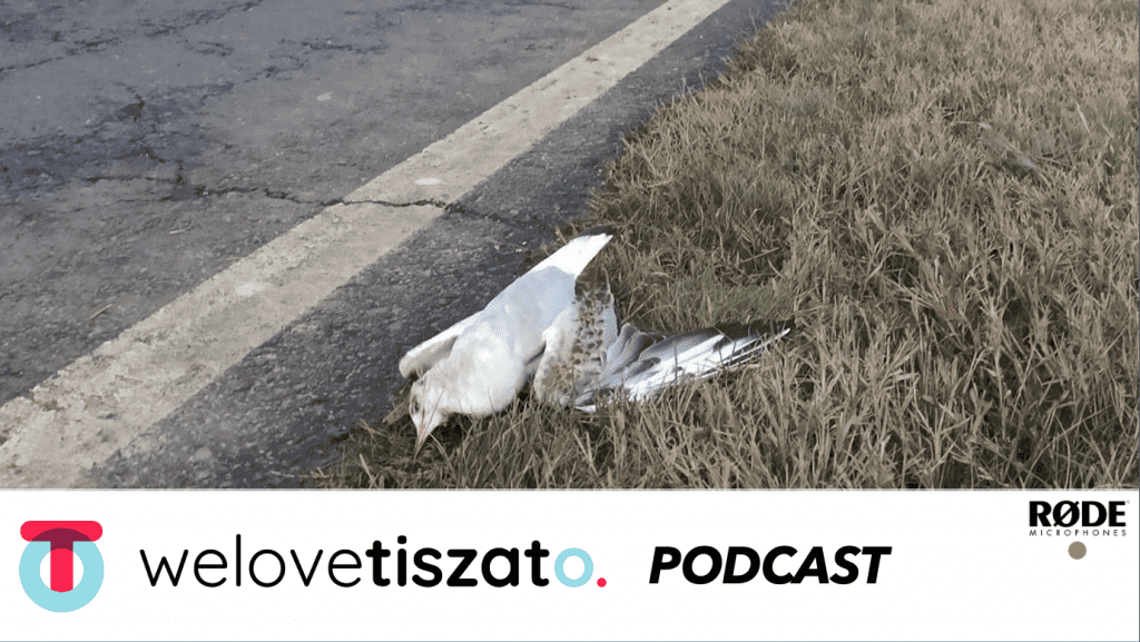 #3 Hungarian Roadkill – vadállat áldozatok az utakon