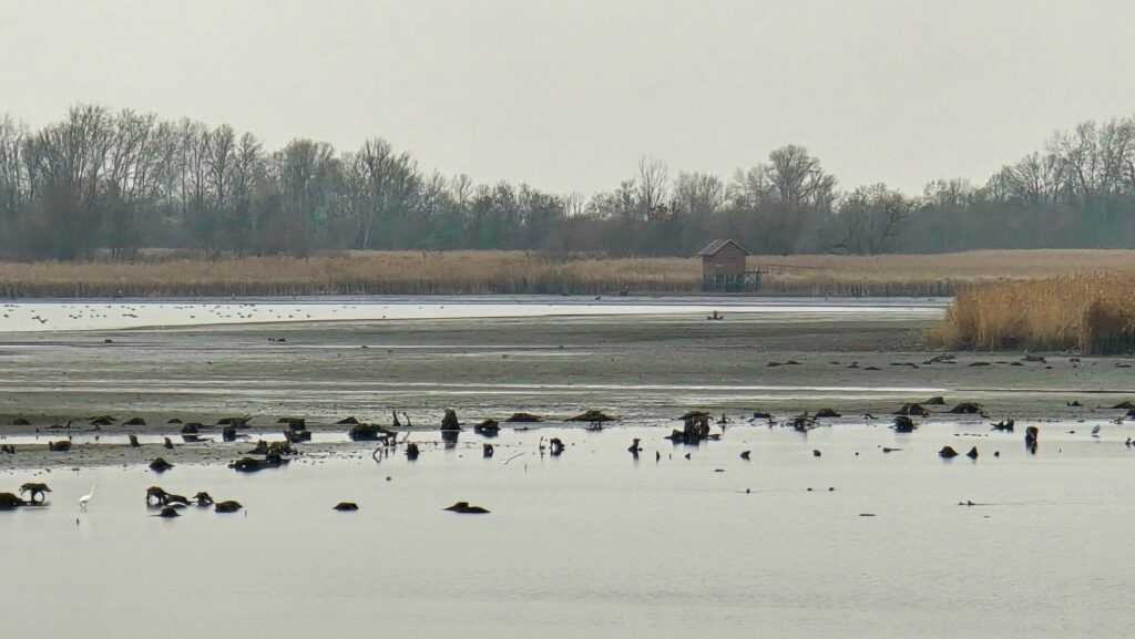 Téli túrák a Tisza-tónál – mire figyeljünk, és mi van most szárazon?