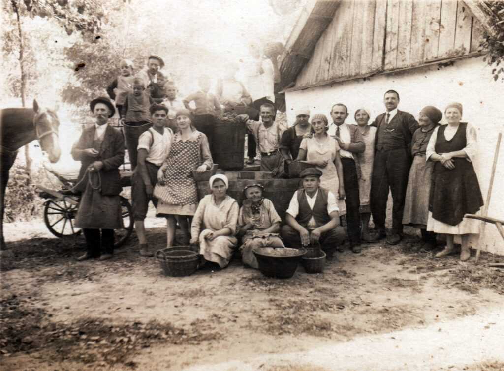 Érdekességek a Tisza-tónál: Szőlőszüret az árterekben