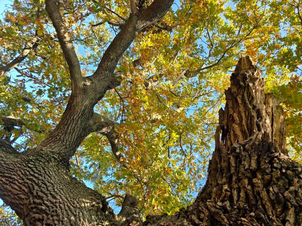 A csodásan őszülő Tiszaigari Arborétum