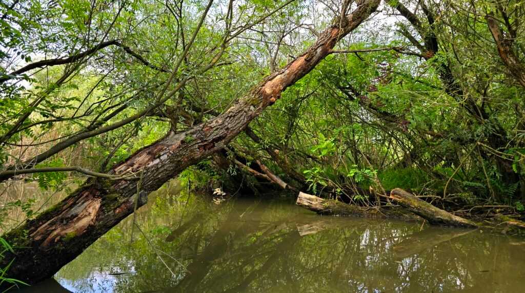 A Tisza-tó varázslatos dzsungele, a “Kis-Amazonas”