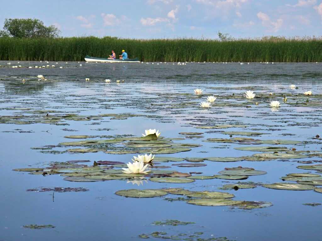 Háromágú holtág: A Tisza-tó eldugott vízi paradicsoma