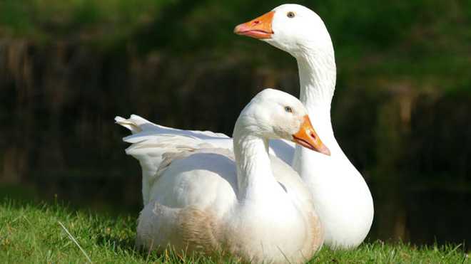 A Tisza-tó körüli éttermek Márton-napi menüi